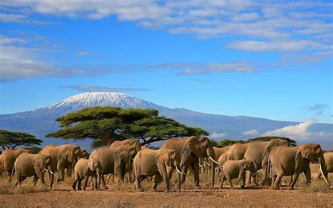Mount Kilimanjaro 1080p 2k 4k 5k Hd Wallpapers Free Download Wallpaper Flare