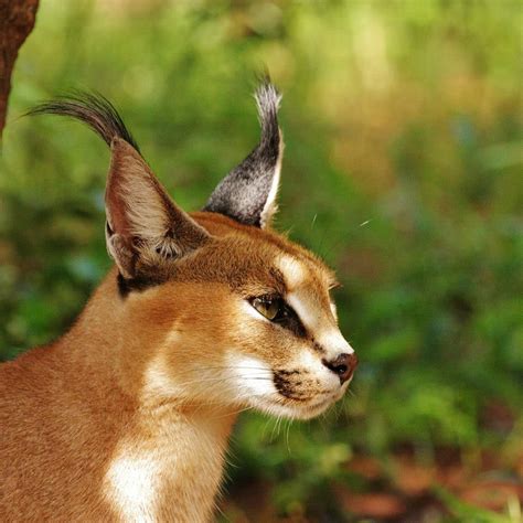 Names For Cats With Big Ears Tenser Personal Website Stills Gallery