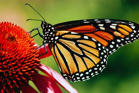 Monarch Watch Blog Archive Esa Listing Decision For The