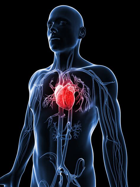 The Heart Is A Vehicle For Nutrients That Come From Different Parts Of