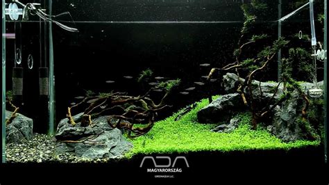 Since 1995, aqua greens has been the leader in manufacturing and installation of floating greens and related accessories in the aqua range market, turning unused ponds and lakes into a unique and. Elatine Hydropiper Carpet - Green Aqua Showroom - YouTube