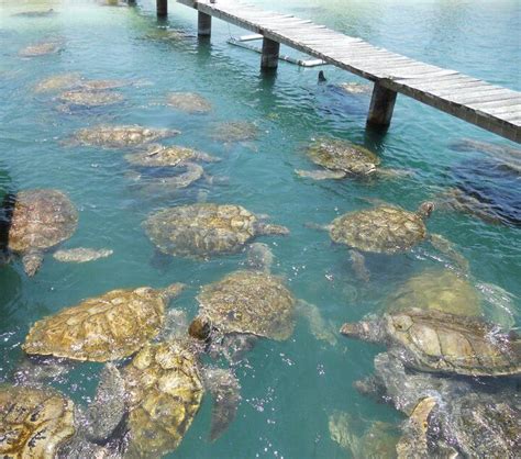 Cayman Turtle Farm Turtle Turtle Time Cayman Island