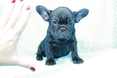 The search tool above returns a list of breeders located nearest to the zip or postal code you enter. French Bulldog puppy dog for sale in Las Vegas, Nevada
