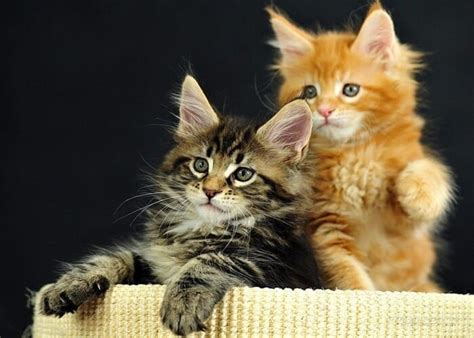 These cats have a white spot on the face and muzzle with white markings on legs colorpoint. Harga Kucing Maine Coon Asli & Mix Persia Terbaru 2021