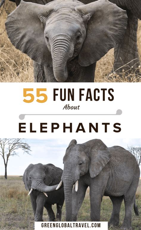 55 Interesting Facts About Elephants For World Elephant Day