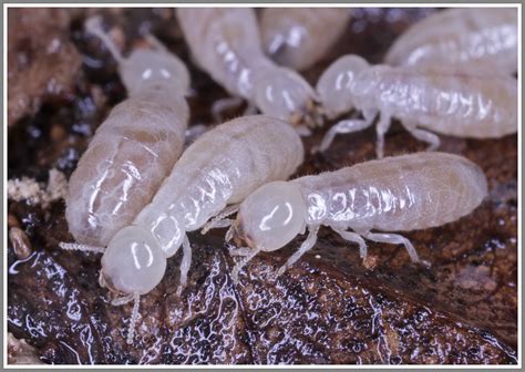 Drywood Termite Workers Termites Info