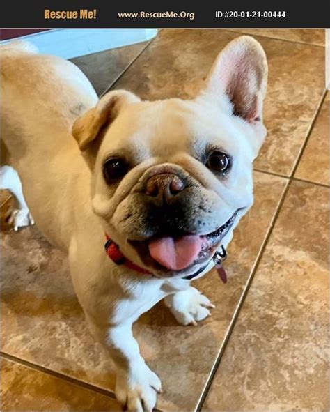 Click the small x to the right of a group's name and shelter # to report an error. ADOPT 20012100444 ~ French Bulldog Rescue ~ Phoenix, AZ