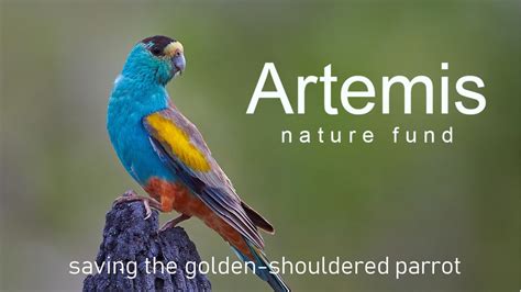 Introducing Artemis Nature Fund Youtube