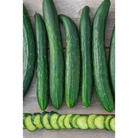 Gurneys Cucumber Tasty Green Hybrid 25 Seed Packet 08825