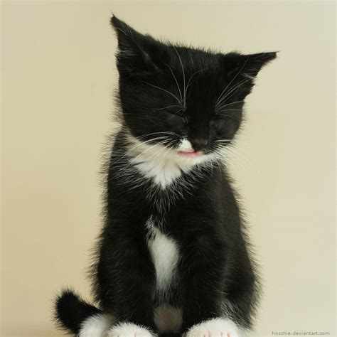 25 Cute Kitten Pictures Amazing Creatures