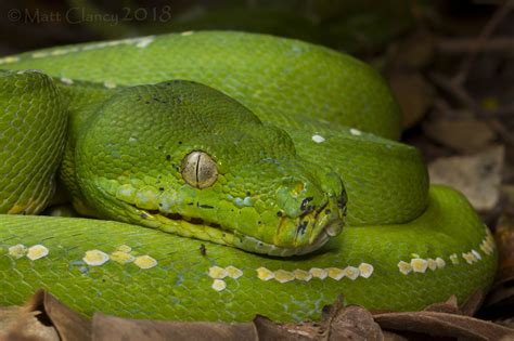 Serpiente De Color Verde Hd 2048x1365 Imagenes Wallpapers Gratis