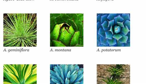 Succulent Identification Types Of Succulents Chart | Types Of Succulent