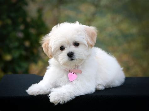 Top 8 Cute Small Dogs That Don't Shed | Pets Nurturing