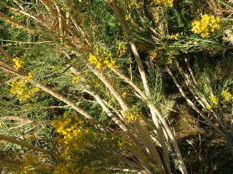 Several desert plants are perennial (you need to plant them only once), hardy, low care, relatively all of these plants will thrive in the phoenix area, but not in other parts of arizona, where we have. Name This Desert Plant..........please (home, yard, county ...