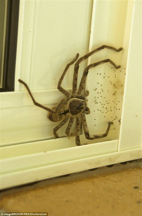 a spider crawling on the side of a door