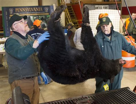 Bear Of Nearly 800 Pounds Among 3510 Bears Harvested In 2013
