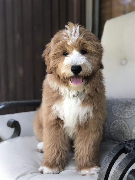 Check spelling or type a new query. Red & White Tuxedo Goldendoodle puppy, Candy Doodles Maddi ...