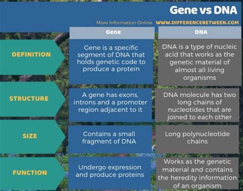 Difference Between Gene And Dna Compare The Difference Between