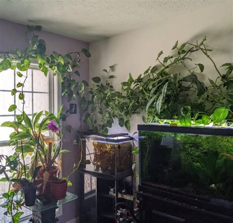 How To Grow A Pothos Plant In An Aquarium Aquanswers