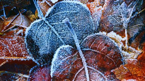 frosty autumn leaves wallpapers hd wallpapers id