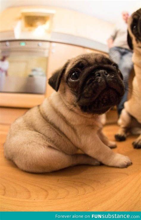 26 Best Chubbycutepugs Images On Pinterest Cute