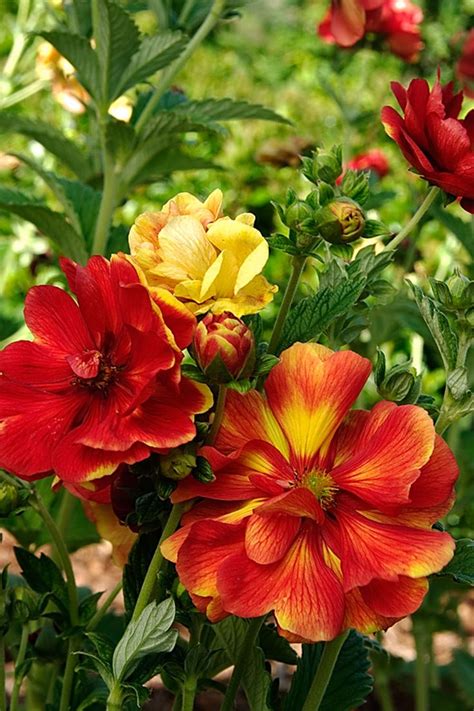 Department of agriculture plant hardiness zones 6 through 8. 38 best Plants for wet soil images on Pinterest | Native ...