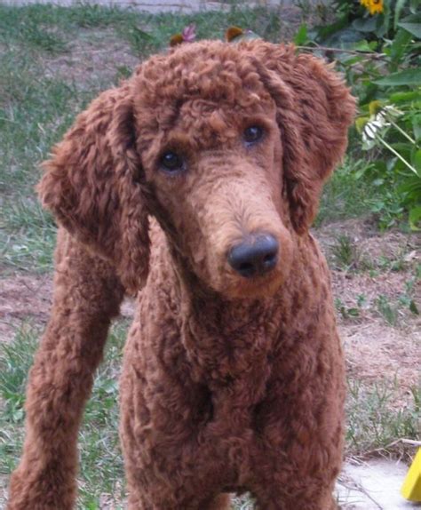 50 Poodle Haircuts Youll Definitely Love Hairstylecamp