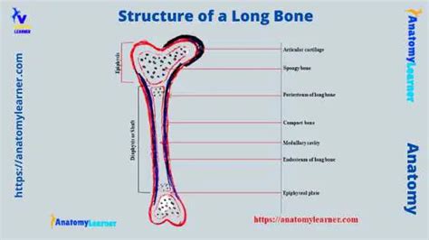 40 Label The Structure Of A Long Bone