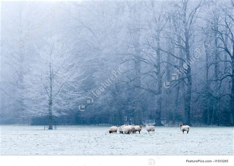 Image Of Beautiful Winter Landscape Scene