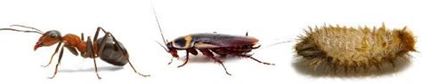 This page is for effective termite control can now be based upon new methods or a combination of options. About Us - Welcome to Alberts Termite and Pest Control