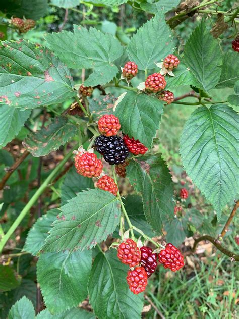 Time To Harvest Blackberries Gardening In The Panhandle