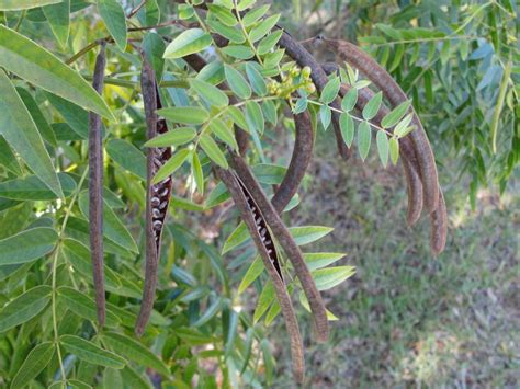 Photo Of The Seed Pods Or Heads Of Privet Cassia Senna Ligustrina Posted By Mellielong