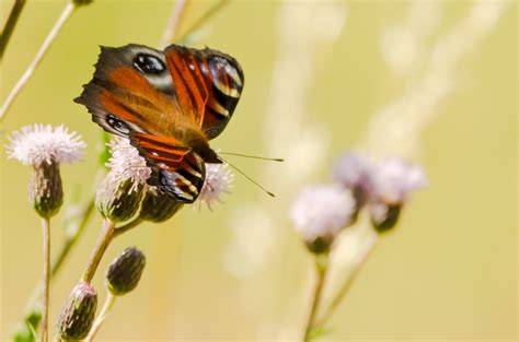 Ein Echter Falter Foto And Bild Tiere Wildlife Schmetterlinge Bilder