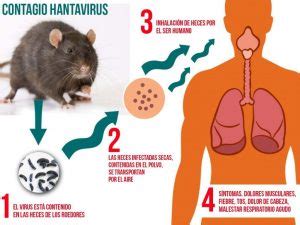 They are carried by several types of rodents, particularly the deer mouse. Hantavirus: Contagio, síntomas y prevención - Pediatría ...