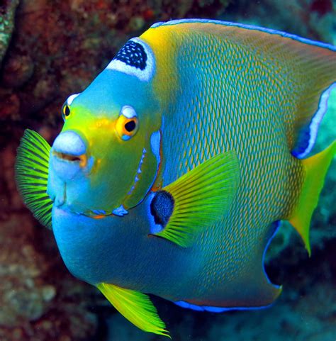 Queen Angelfish H2o Visions Bonaire