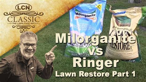 Grass blades have ice crystals between the leaf cells to protect the cells from damage. Milorganite vs Ringer Lawn Restore :: Part 1 - YouTube