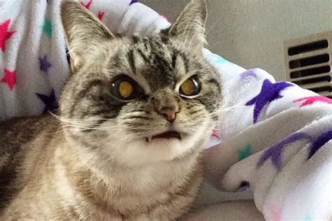 Meet Loki The Vampire Cat Whose Teeth Have Made Her An Online Superstar Irish Mirror Online