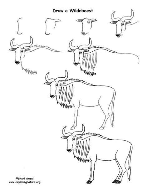 The grasslands provide animals with a variety of diets like grass, shrubs, twigs and even fellow animals for prey. Wildebeest Drawing Lesson -- Exploring Nature Educational Resource