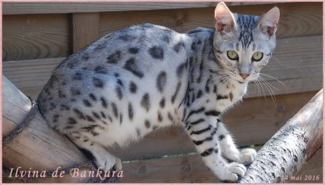 Chatterie Bankura Bengals Elevage De Chats Bengal Chatons