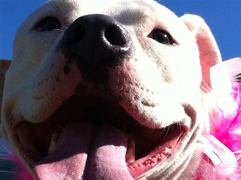 Some dogs will be deemed terminal with only a short amount of time to live, while others will have a benign tumor that they live with for years. Breast Cancer in Dogs | Wishcuit™ - Innovative Ways to ...