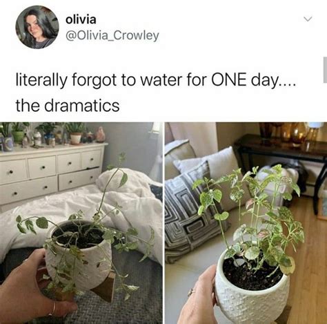 60 Plant Memes For You To Dig Through Gardening Memes Plants Plant