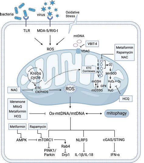 Frontiers Mitochondrial Impairment And Repair In The Pathogenesis Of