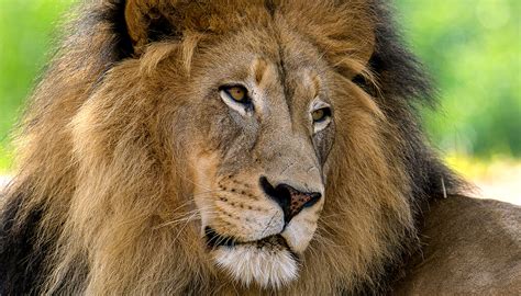 African Lion San Diego Zoo Wildlife Explorers