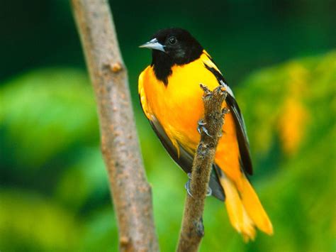 Download Vibrant Yellow Bird Perched In Nature Wallpaper