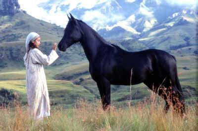 It is befriended by him, therefore when finally spared both return to his home at which they meet a once successful trainer. The Black Stallion - 11 Classic Heart-Warming Family ...