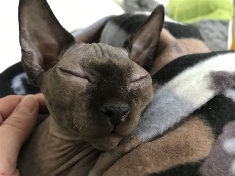 A Hairless Cat Laying On Top Of A Persons Lap With His Eyes Closed