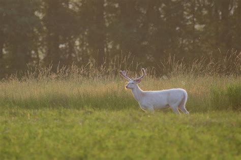 Big Ol White Buck In Field 3 Photograph By Brook Burling Pixels