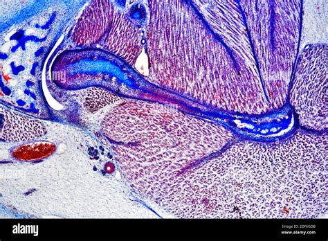 Inner Ear With Cochlea And Tympani Optical Microscope X40 Stock Photo