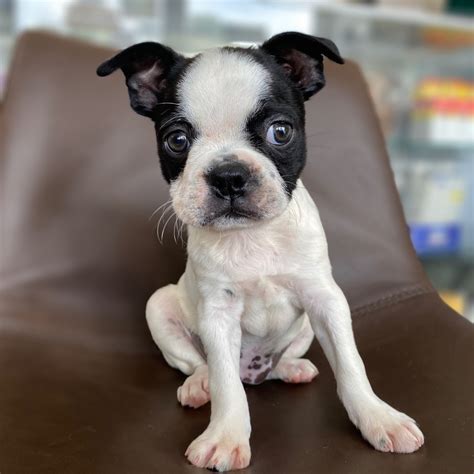 boston terrier female id ccs central park puppies