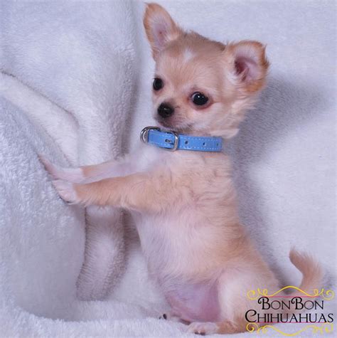 Chihuahua Puppies For Sale Chihuahua Puppies Chihuahua